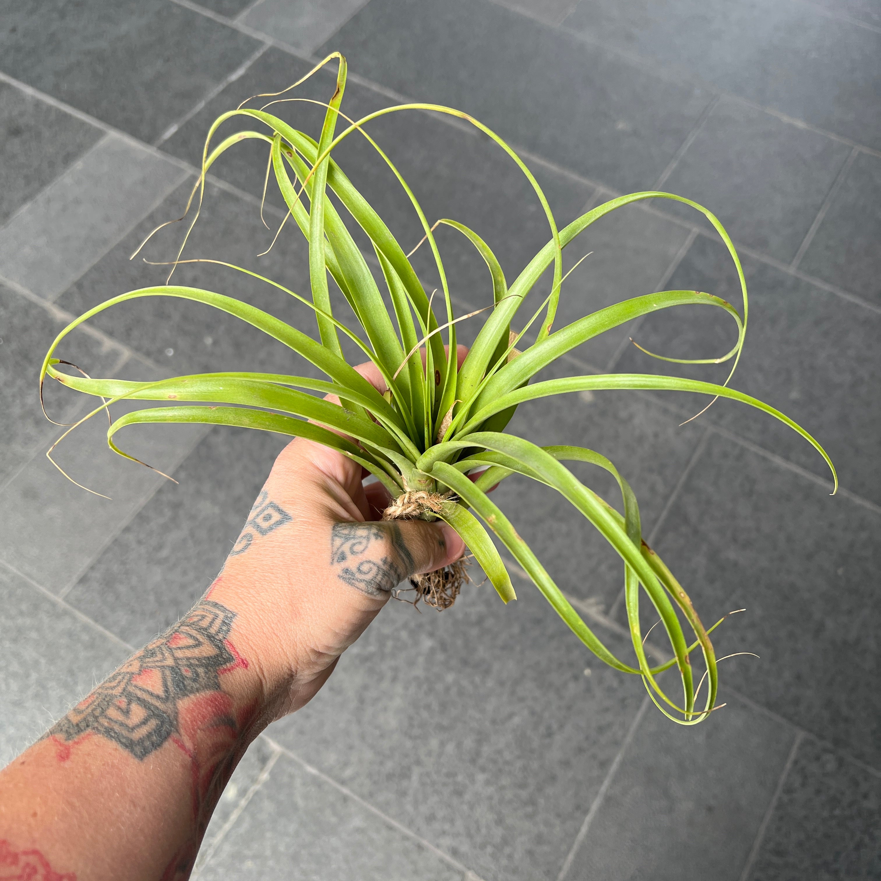 air plant tattoo Tillandsia Variabilis