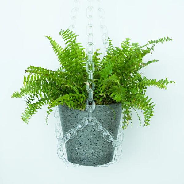 Hanging fern plant in a decorative pot with a white background