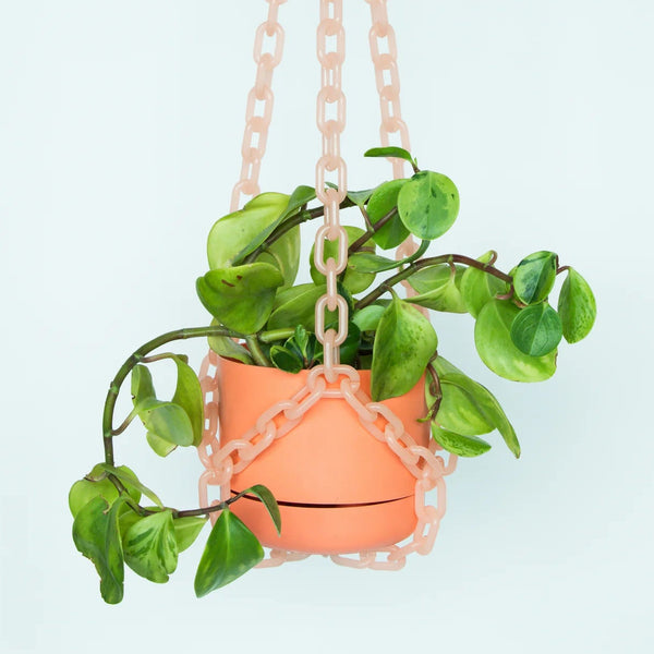 Hanging plant in a pink pot with a matching chain against a light blue background