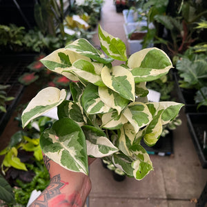 Epipremnum aureum Snow Queen with dramatic white variegated leaves and green speckles