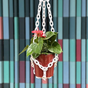 Hanging plant in a red pot with a chain holder against a colorful striped background