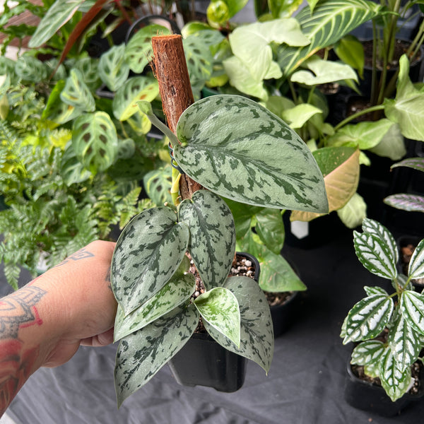 Scindapsus Silver Lady | Silver Satin Pothos