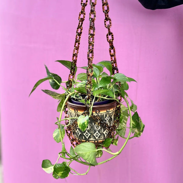Hanging plant with decorative pot against a pink background
