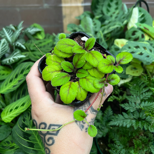 Episcia dianthiflora showing white fringed lace-like flowers
