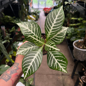 Aphelandra squarrosa zebra plant with glossy dark green leaves white veins Australian houseplant