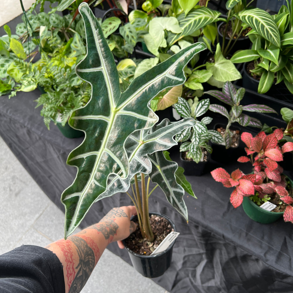 Alocasia Nobilis - Kris Plant | Jewel Alocasia Striking Veins