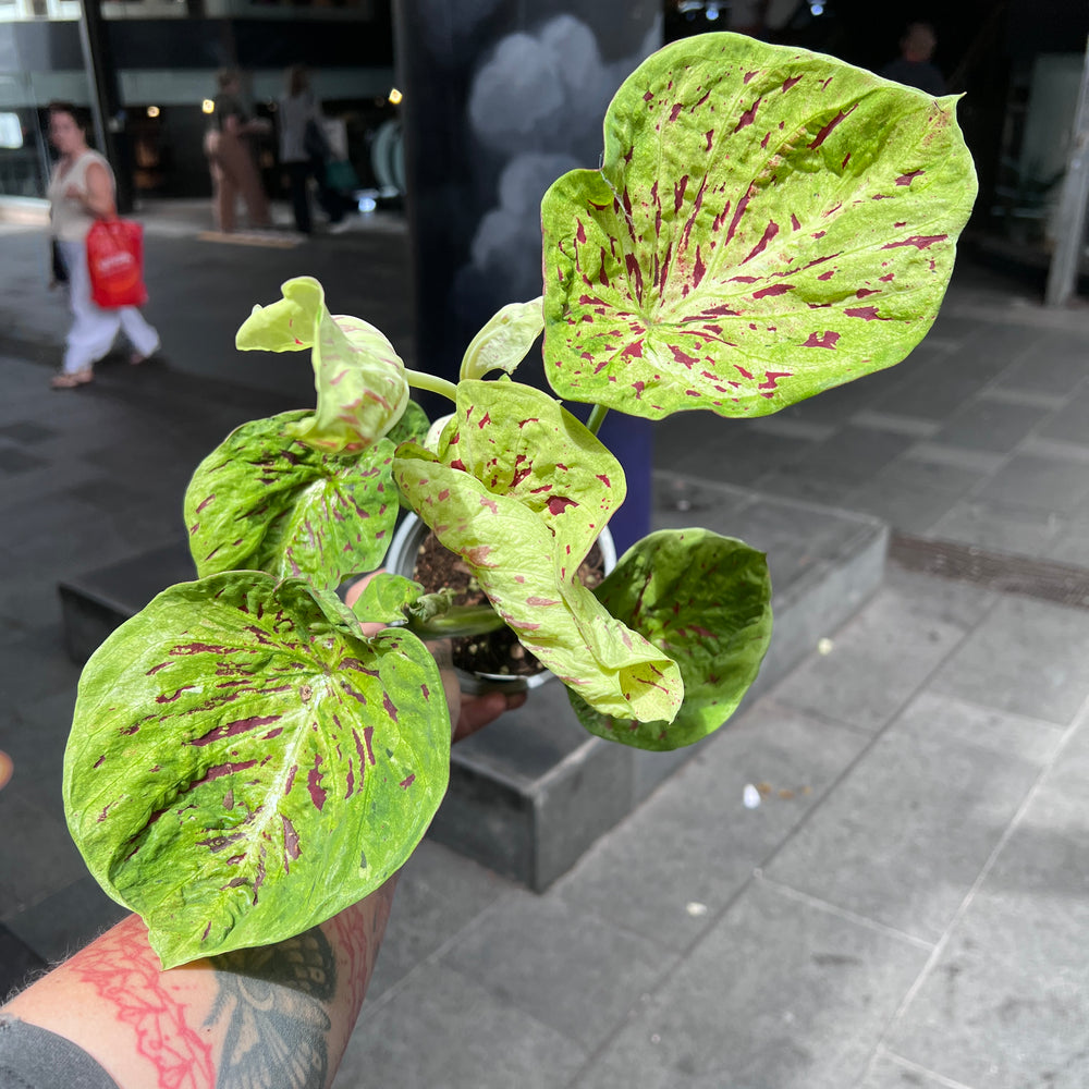 Caladium Lotus Emerald Flame | Green Angel Wings