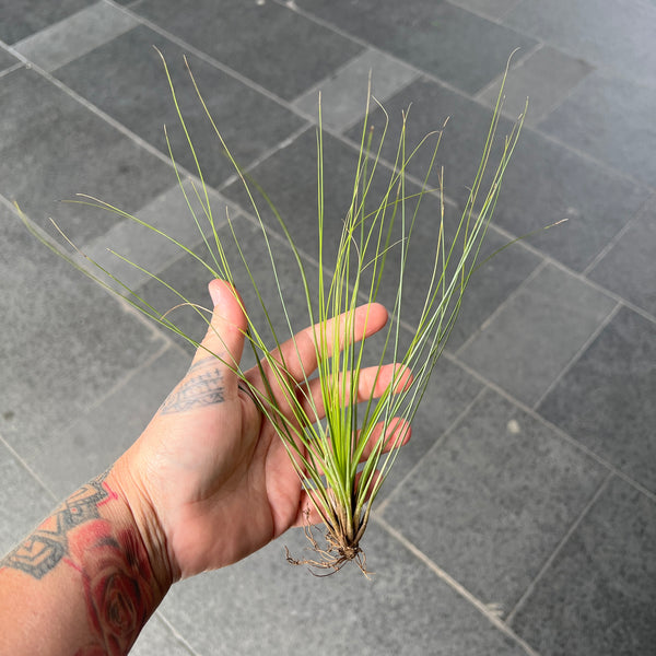 Tillandsia Juncea - Rush Leaf Air Plant | Houseplant