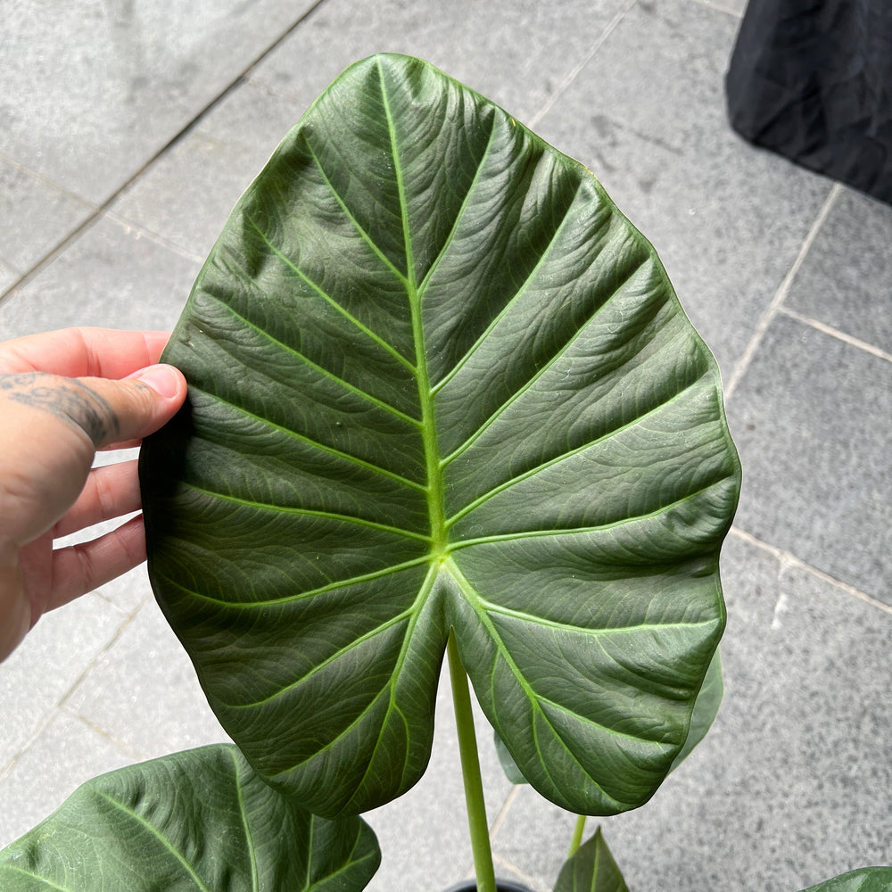 Alocasia Regal Shield - Elephant Ear | Dramatic Dark Foliage