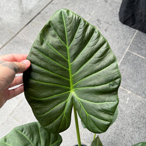 Alocasia Regal Shield - Elephant Ear | Dramatic Dark Foliage