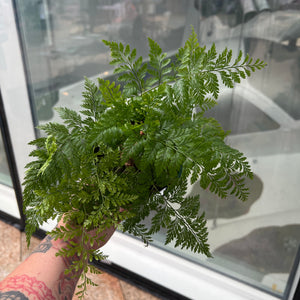 Rabbit Foot Fern showing fuzzy brown rhizomes creeping over pot edge