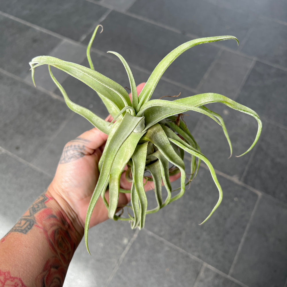 Tillandsia Streptophylla x Caput - Air Plant | Houseplant