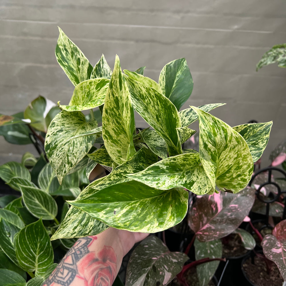 Epipremnum Marble Queen showing stunning green and cream marbled variegation on heart-shaped leaves