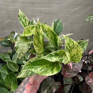 Epipremnum Marble Queen showing stunning green and cream marbled variegation on heart-shaped leaves