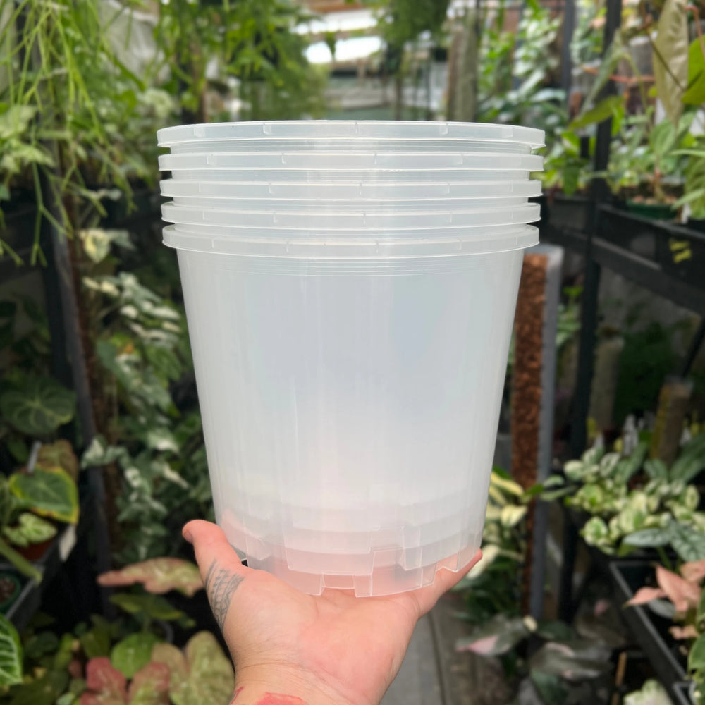 Clear Plastic Pot 200mm | Orchids Aroids | Growing Grounds (SINGLE POT & PICKUP ONLY)