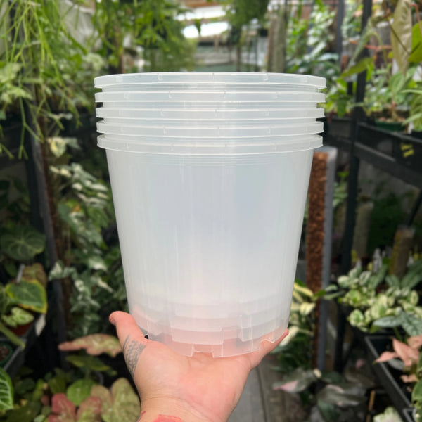 Clear Plastic Pot 200mm | Orchids Aroids | Growing Grounds (SINGLE POT & PICKUP ONLY)