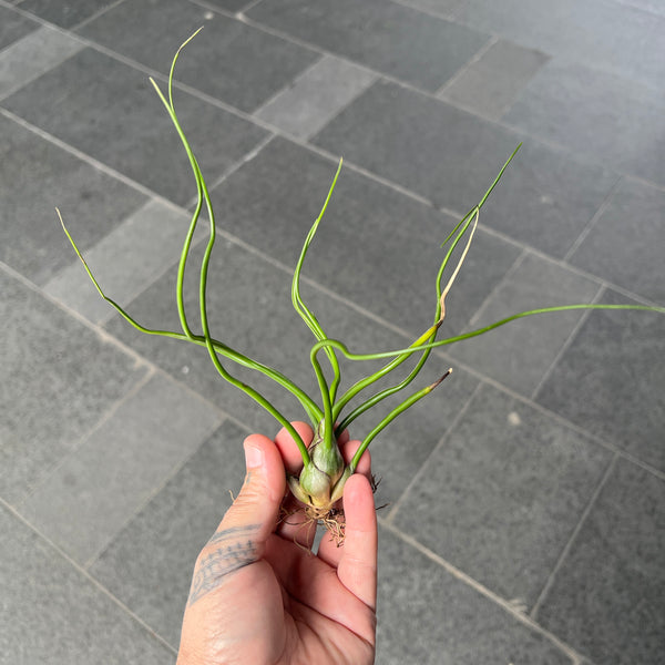 Tillandsia Bulbosa | Quirky Tentacle Air Plant
