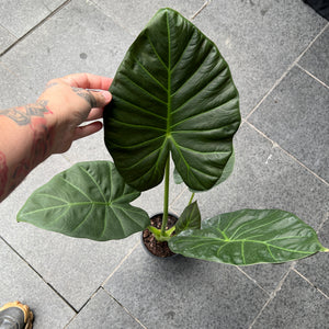 Alocasia Regal Shield - Elephant Ear | Dramatic Dark Foliage