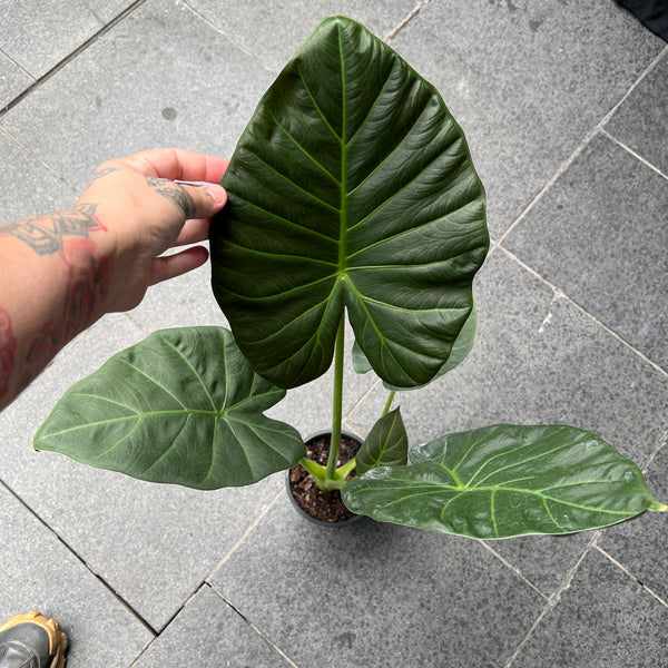 Alocasia Regal Shield - Elephant Ear | Dramatic Dark Foliage