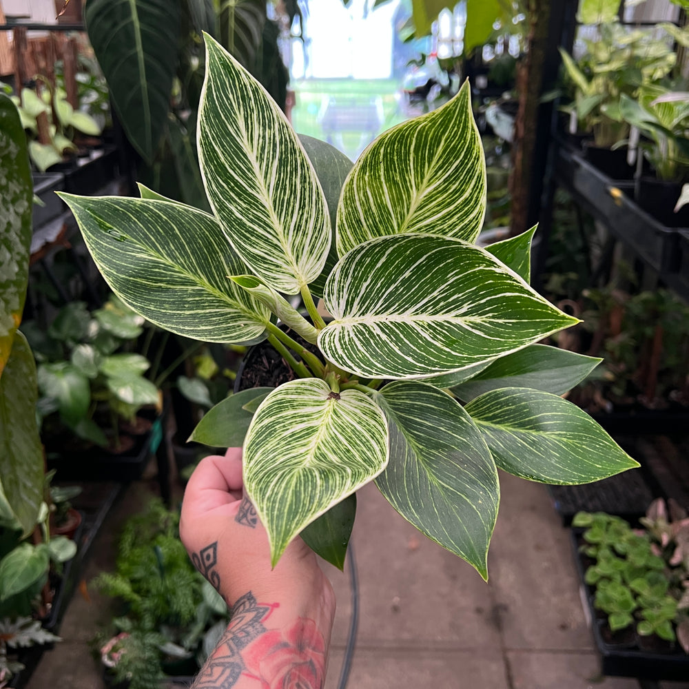 Philodendron Birkin | White Pinstripe Variegation