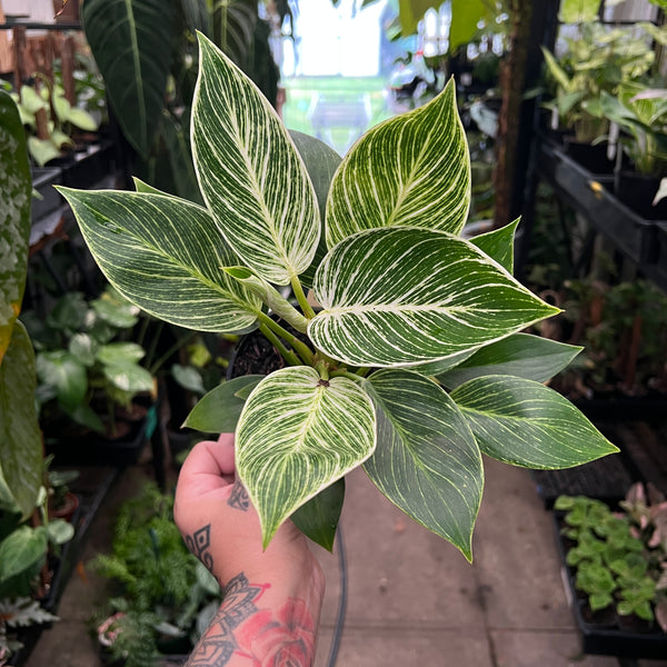 Philodendron Birkin | White Pinstripe Variegation