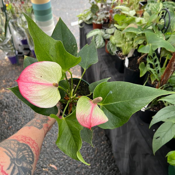 Anthurium andraeanum pink white Flamingo Flower with glossy heart-shaped spathe and dark green leaves in nursery pot