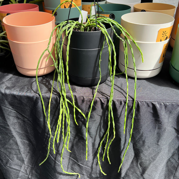 Rhipsalis Pacheco-Leonis | Trailing Mistletoe Cactus