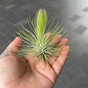 Tillandsia Andreana | Rare Green Firework Air Plant