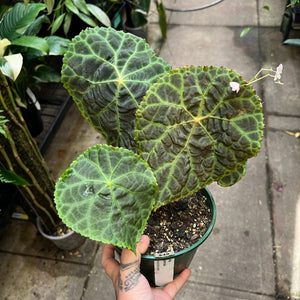 Begonia Goegoensis Fire King rare rhizomatous begonia quilted tortoiseshell leaves red bronze collector plant