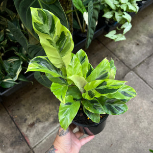 Calathea Yellow Fusion rare prayer plant with stunning yellow and green variegated leaves
