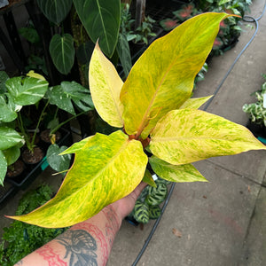 Philodendron Autumn Queen with stunning orange yellow green colour-changing foliage easy care climber