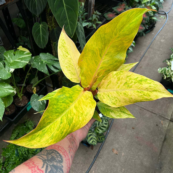Philodendron Autumn Queen with stunning orange yellow green colour-changing foliage easy care climber