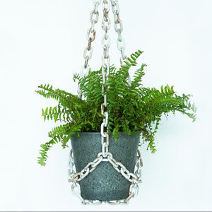 Hanging plant with a chain holder on a white background