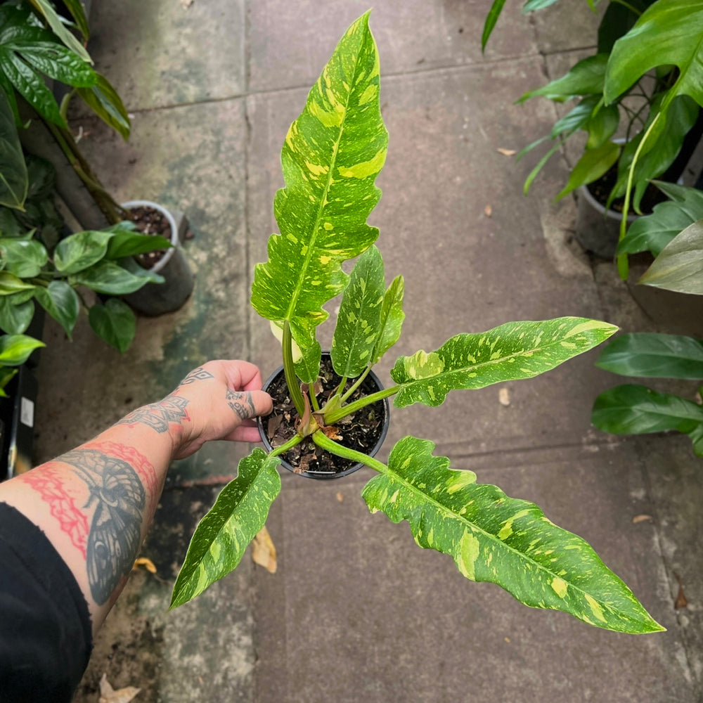 Philodendron Ring of Fire | Variegated Multi-Colour Serrated Climber