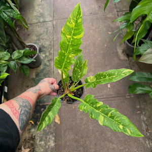 Philodendron Ring of Fire | Variegated Multi-Colour Serrated Climber