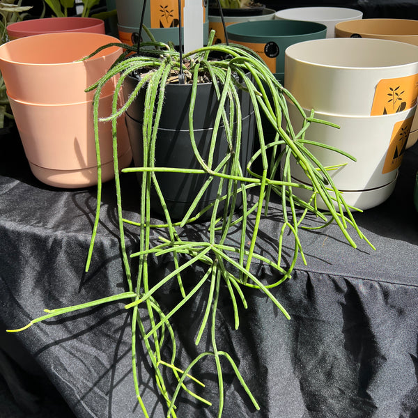 Rhipsalis Megalantha | Large-Flowered Jungle Cactus