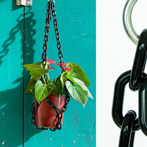 Hanging plant with black chain against a teal wall