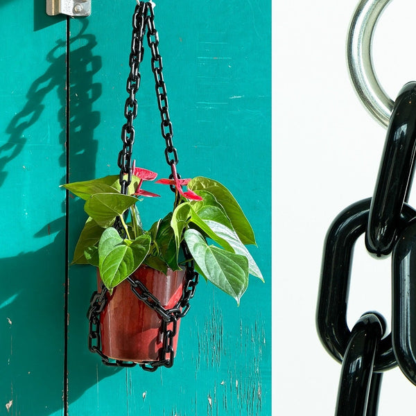 Hanging plant with black chain against a teal wall