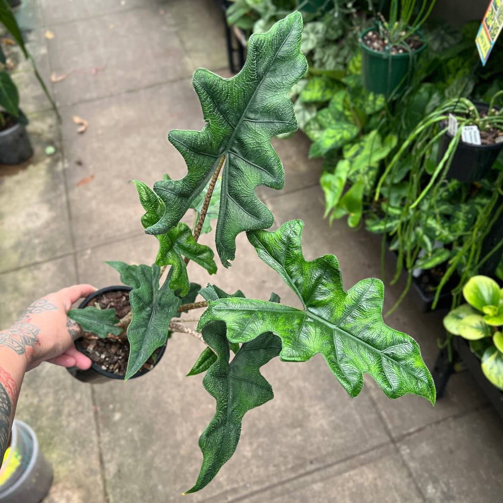 Alocasia Jacklyn