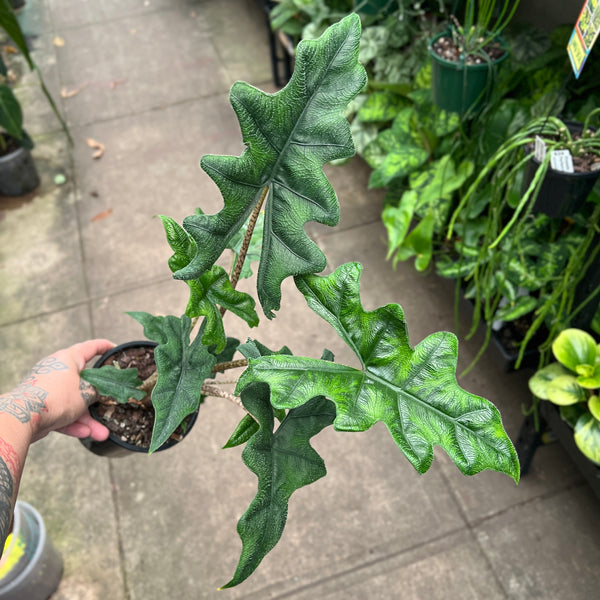 Alocasia Jacklyn
