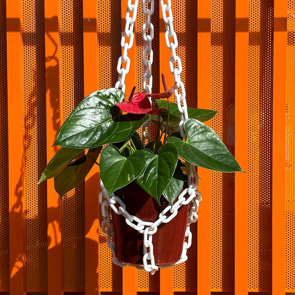 Hanging plant in a pot with a chain against an orange fence