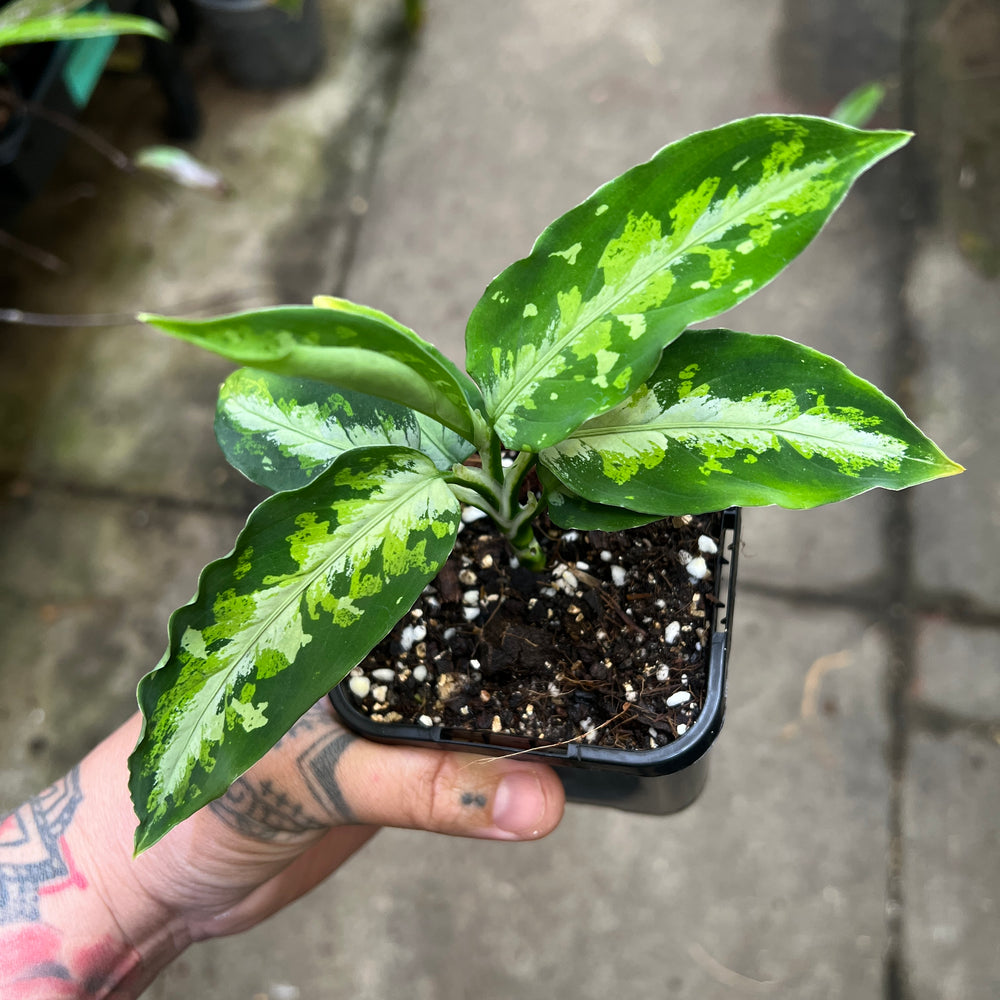 Aglaonema Pictum Tricolor - Camouflage Plant | Rare