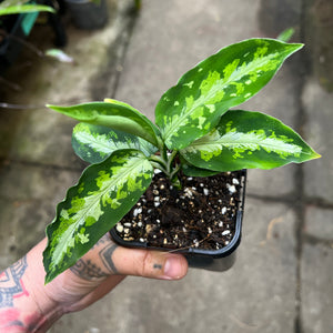 Aglaonema Pictum Tricolor - Camouflage Plant | Rare