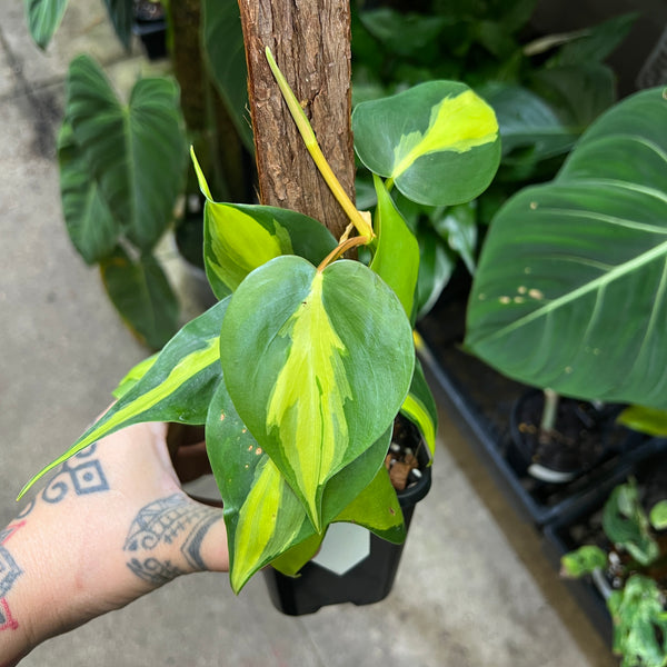 Philodendron Brasil - Two-Tone Heartleaf | Trailing Plant