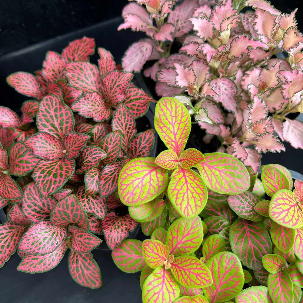 Fittonia Albivenis Nerve Plants showing red, pink and white vein varieties with intricate mosaic patterns in nursery pots