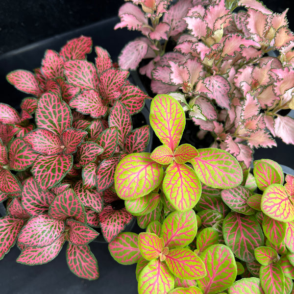 Fittonia Albivenis Nerve Plants showing red, pink and white vein varieties with intricate mosaic patterns in nursery pots