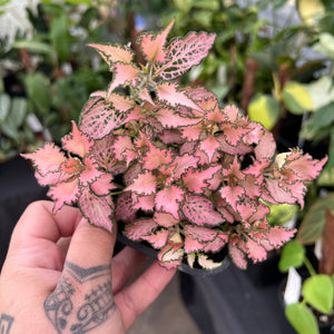 Fittonia Albivenis - Nerve Plant Collection | Houseplant'