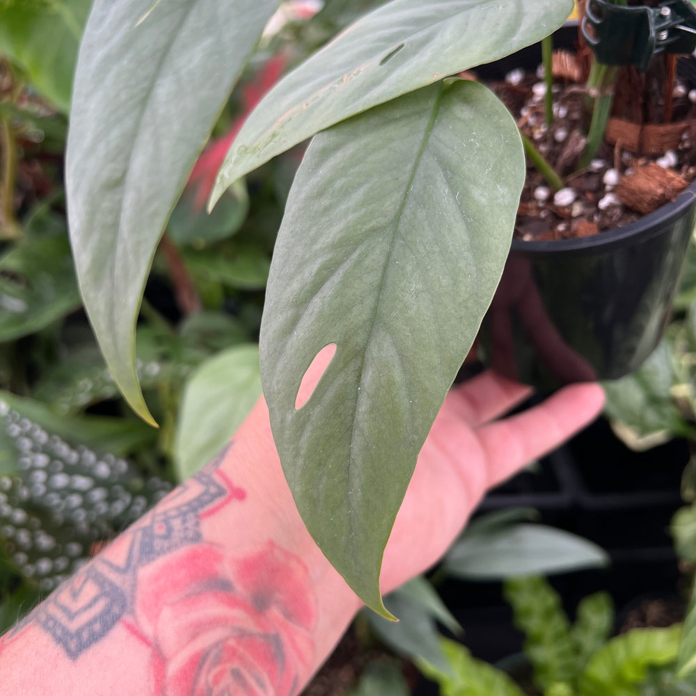 Close-up of Cebu Blue Pothos displaying unique elongated blue-green leaves with characteristic shimmer