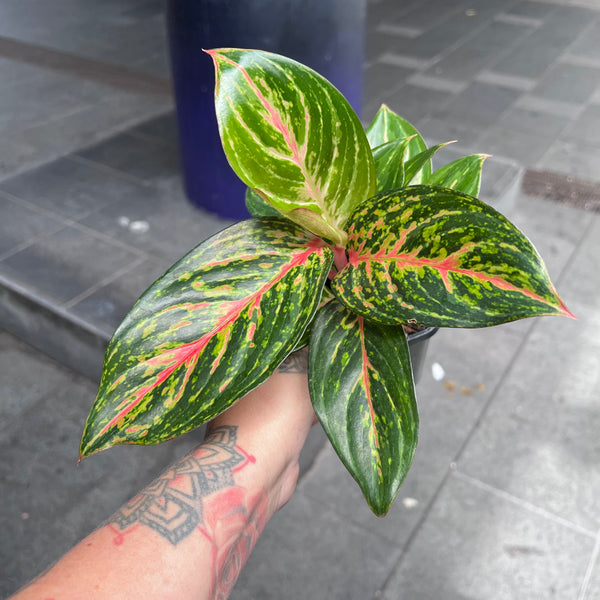 Aglaonema Ammaj Jareon