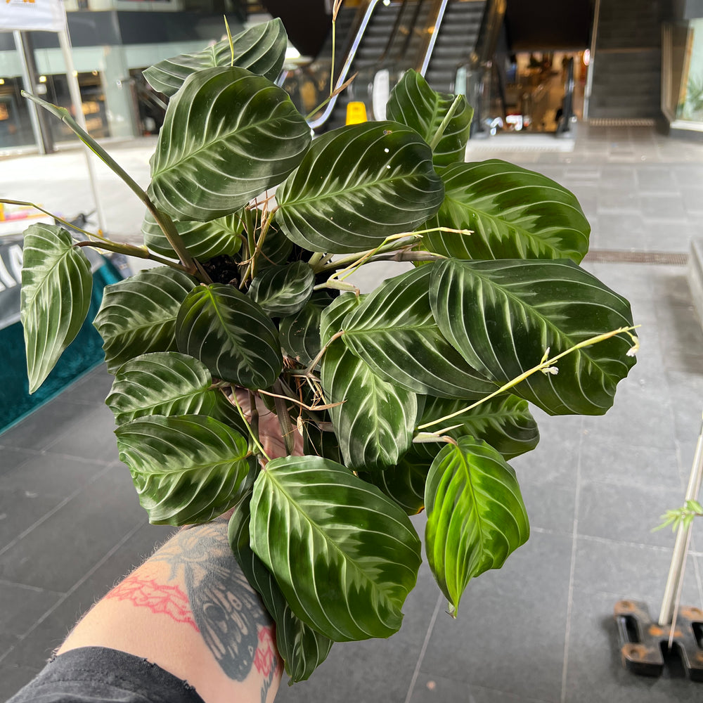 Maranta Cat's Moustache | Prayer Plant Whiskered Foliage